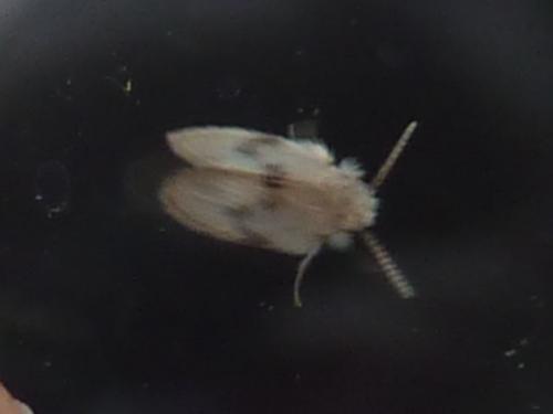 Psychoda surcoufi